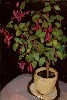 Pot of Fuchsias (Le pot de fuschias)