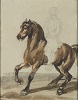 Horse with a Rider