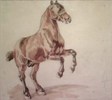 Study of a Rearing Bay Horse