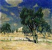 Olive Trees near Jerusalem