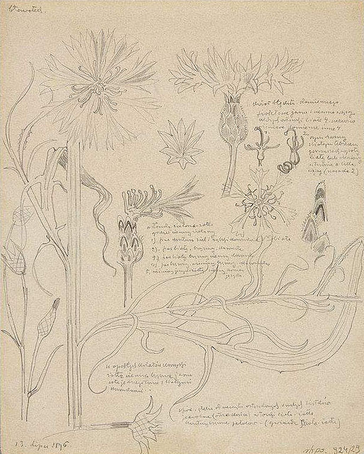 Cornflower, II sketchbook Flowers